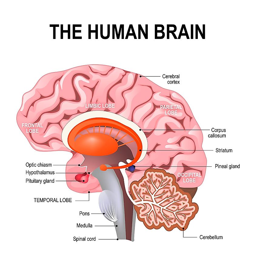 The Human Brain