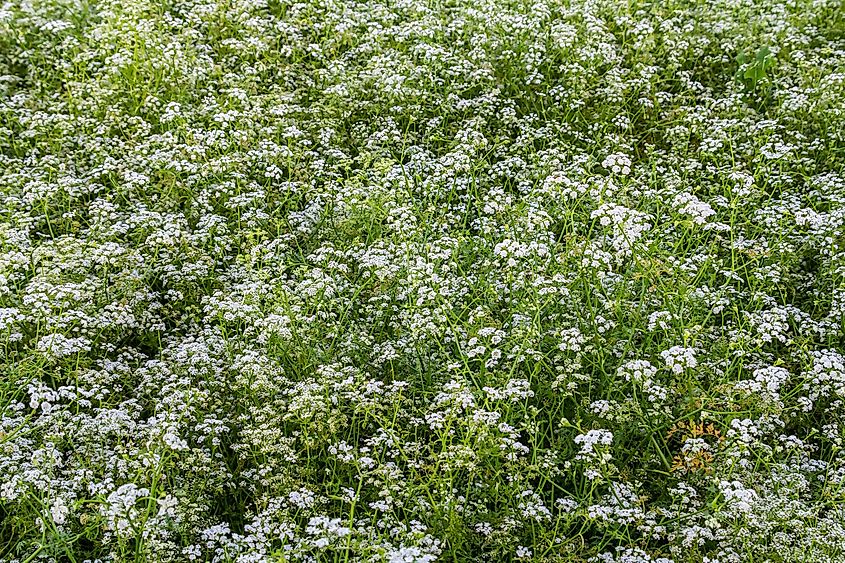 A field of the Conium maculatum plant.