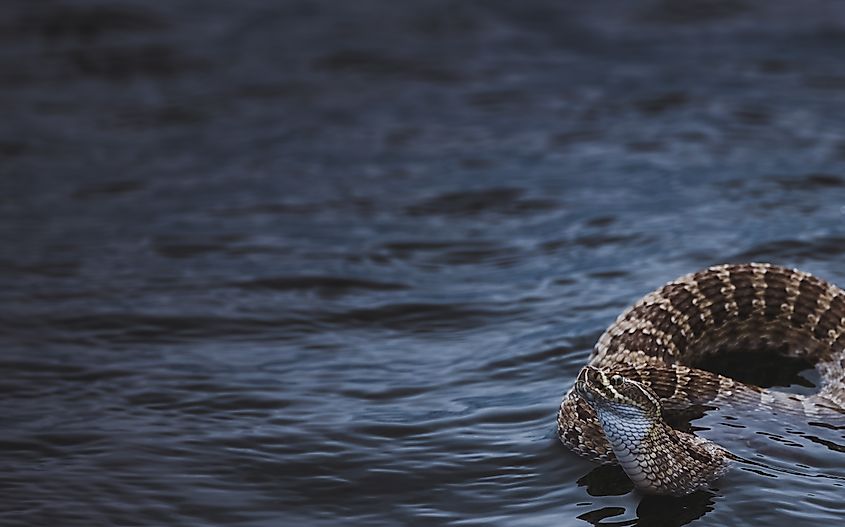 Swimming rattlesnake