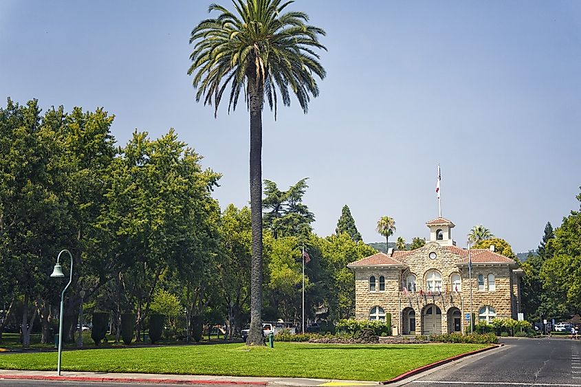 Palm trees on a sunny day in front of Sonoma Plaza park, Sonoma, California.