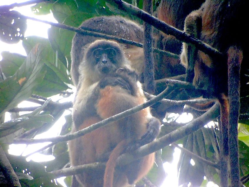 Niger delta red colobus