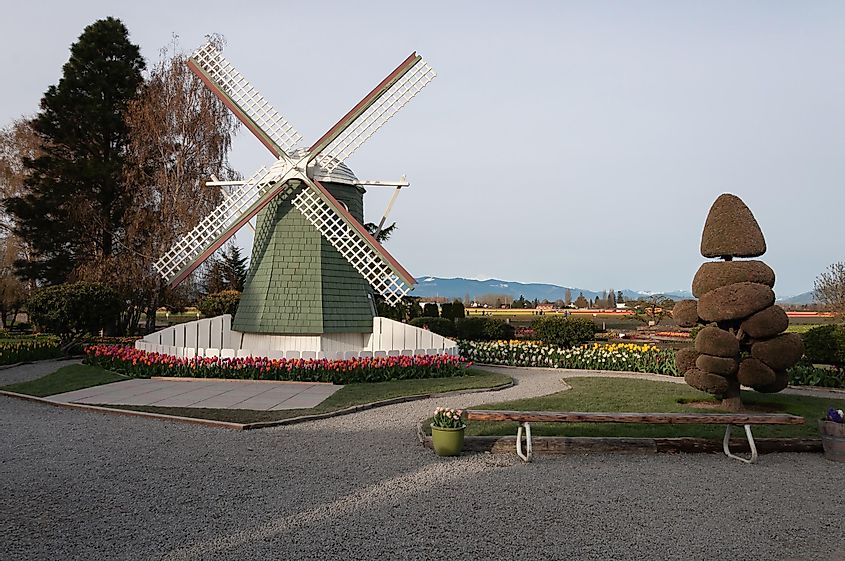 A windmill and a bush sculpture or topiary at the Skagit Valley, La Conner, WA
