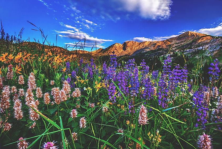 Alta above the Snowbird Ski Resort in Little Cottonwood Canyon, Utah.