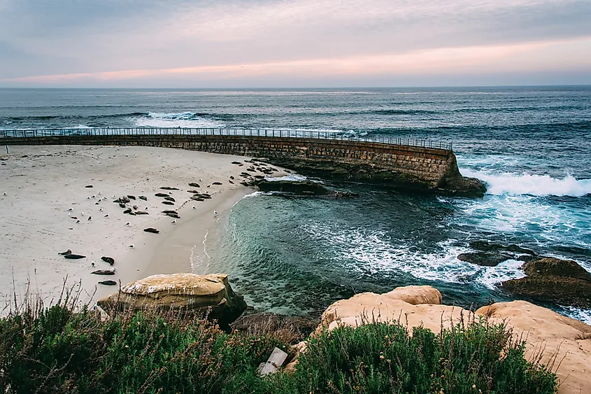 Seals in La Jolla, California.