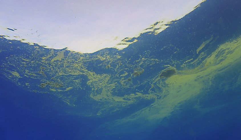 Underwater photo of algae blooming in the sea. Climate change and pollution.