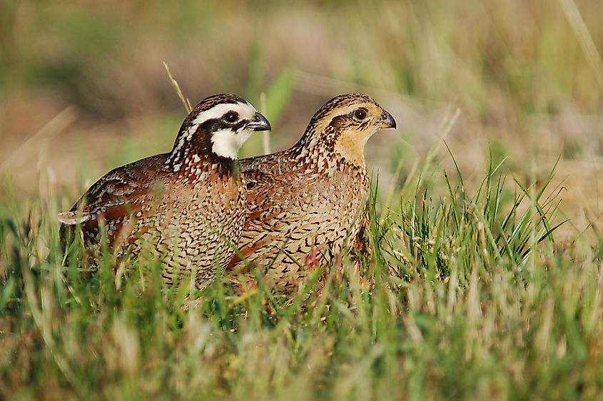 male and female Bobwhite birds