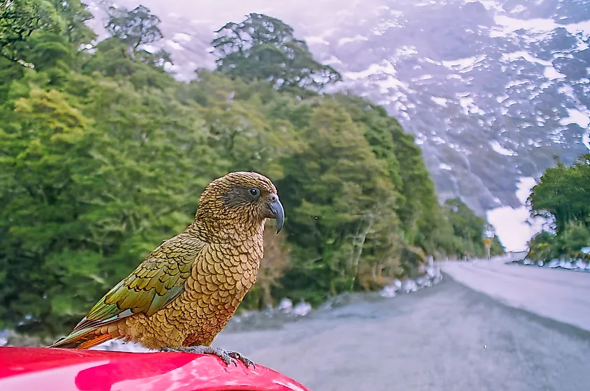 Fiordland National Park