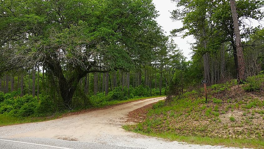 Tuskegee National Forest