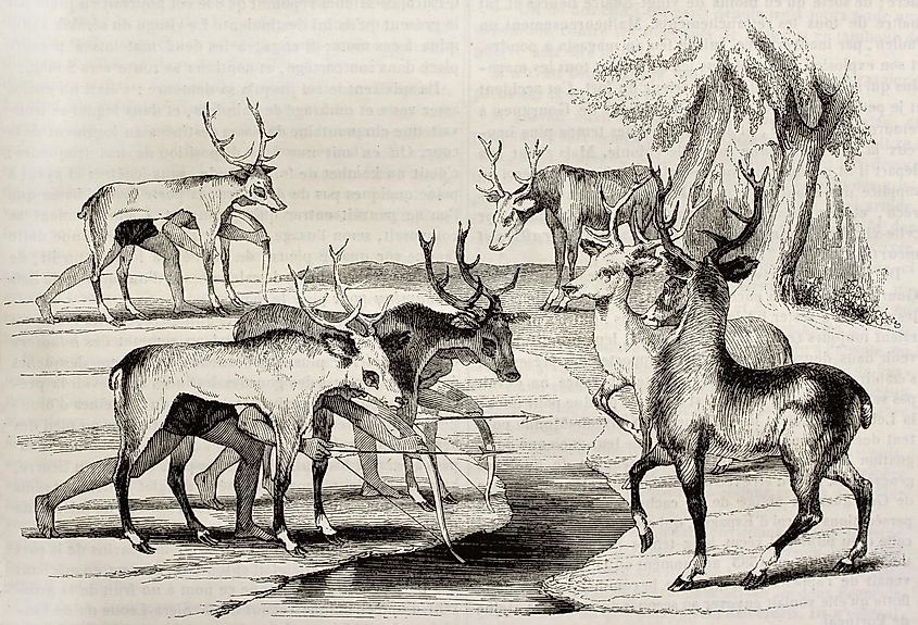 Native Americans camouflage hunting deers in Florida. Published in Magasin Pittoresque, 1842