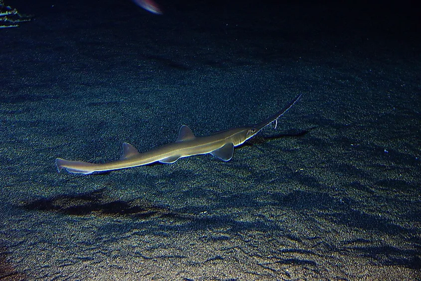 Sawshark