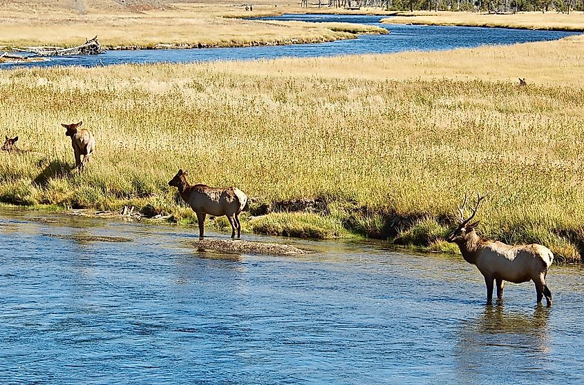 Yellowstone National Park Herd of Elk Along Yellowstone River