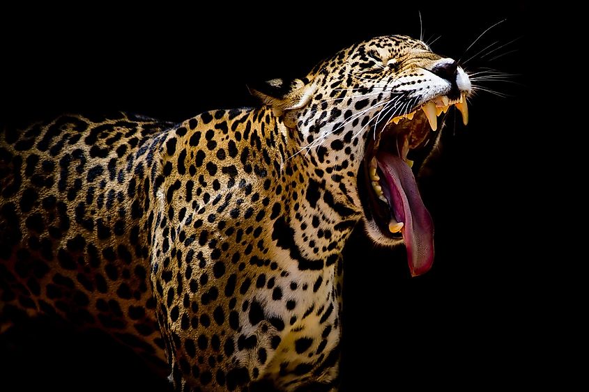 jaguar mouth