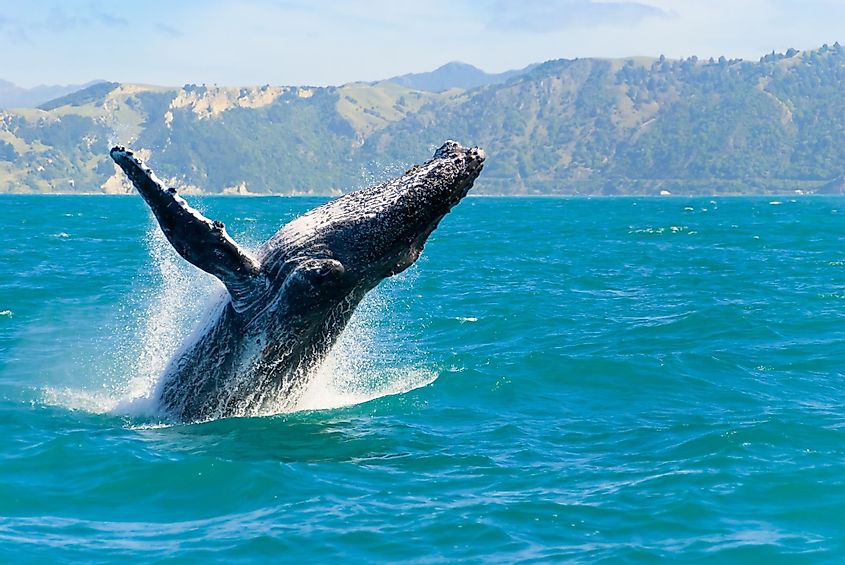 A massive humpback whale in Kaikoura, New Zealand