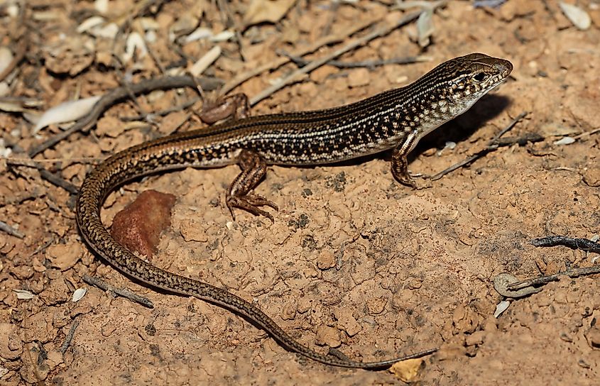 Ctenotus olympicus, a skink species that is endemic to southern Australia and is found in the Lake Eyre basin.