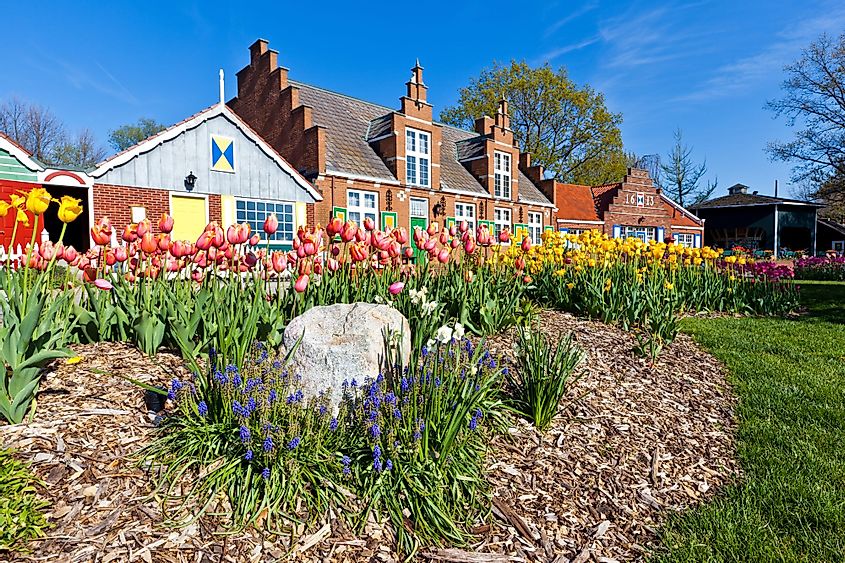 Tulips at Windmill Island Village, Holland, Michigan.