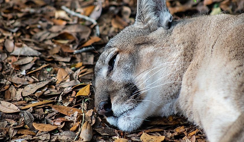 Picture of a Florida panther at wildlife refuge