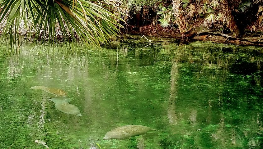 Manatees at Blue Spring State Park, FL