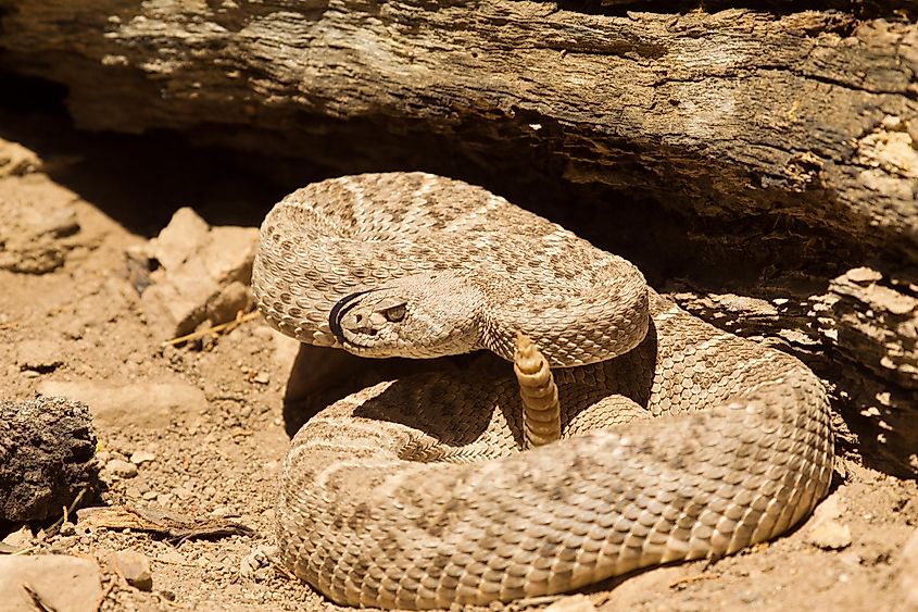 Western diamondback rattlesnake