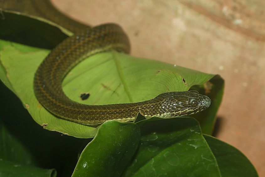 Close-up of a baby green anaconda