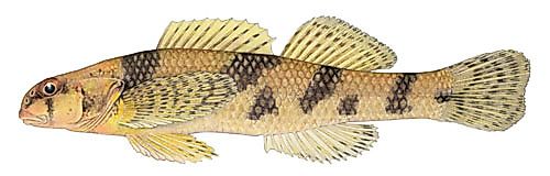 Illustration of a Maryland Darter