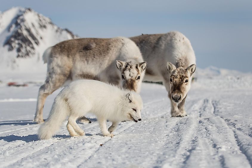 Arctic fox and caribou in southern Spitsbergen, Norway.