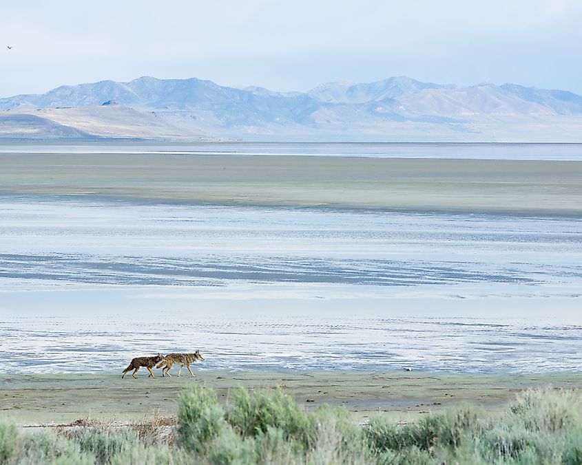 Coyotes walk along the Great Salt Lake in Utah.