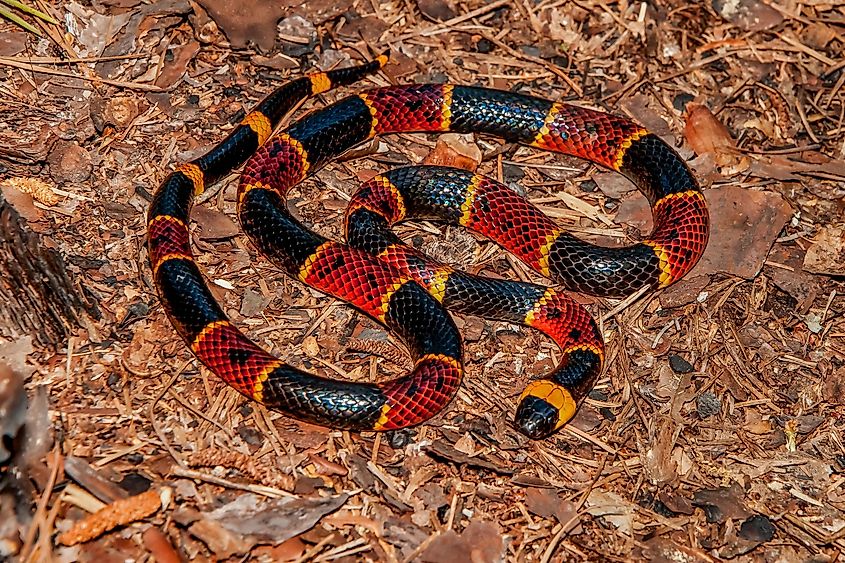 A beautiful Eastern coral snake.