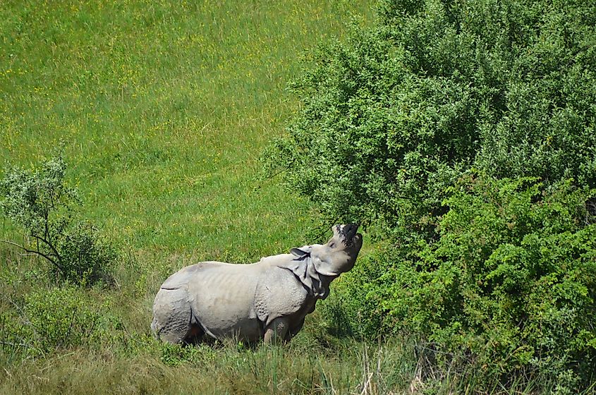 A rhino at The Wilds in Ohio.
