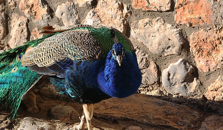 Peacock in Saint Naum Monastery Courtyard at Lake Ohrid, Macedonia..