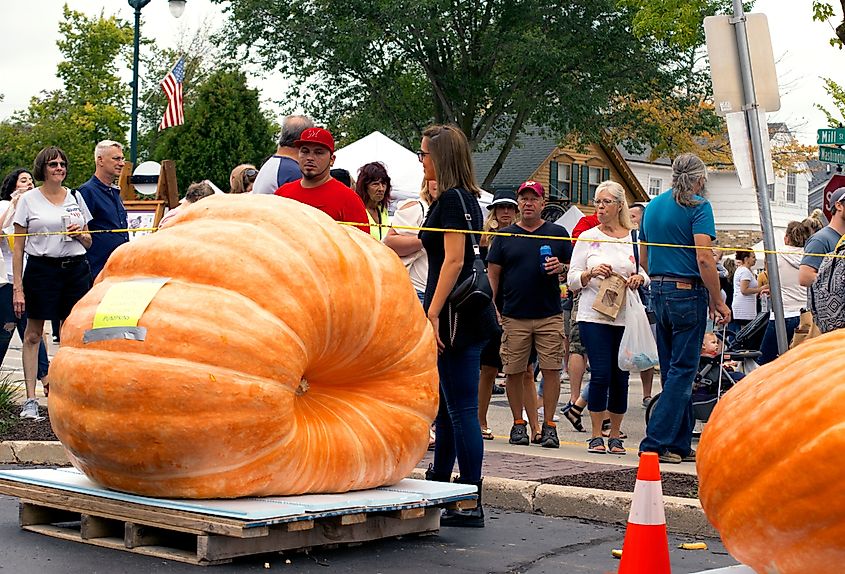 The annual Giant Pumpkin Weigh-Off, during Harvest Fest in Cedarburg, Wisconsin