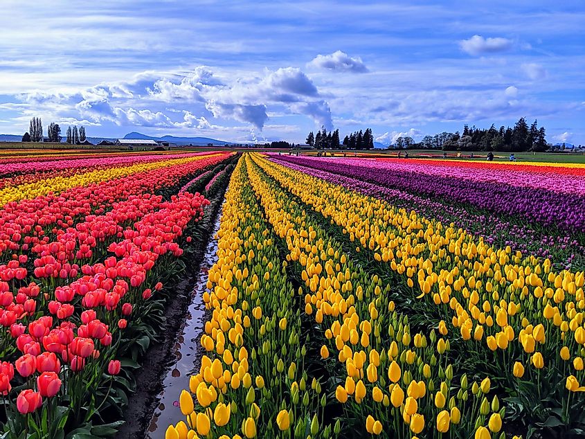 Spring pastel colors in Skagit Valley tulip fields