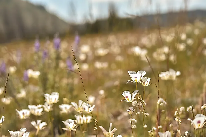 Field of Sego lily wildflowers