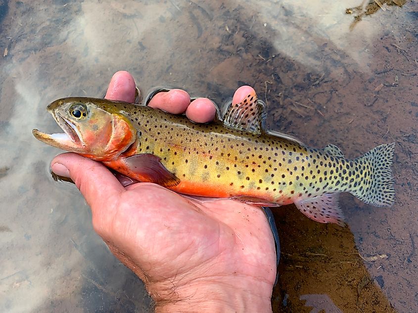 Colorado River cutthroat trout