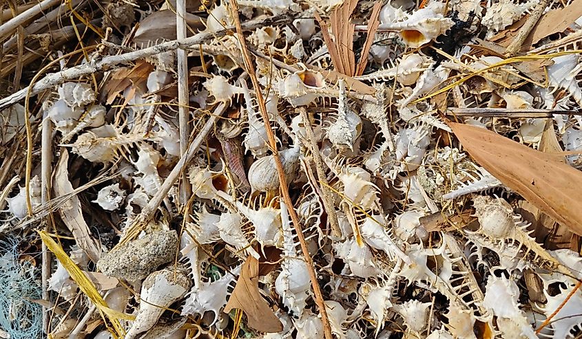 Piles of dried Rare-spined murex sea snail shells.