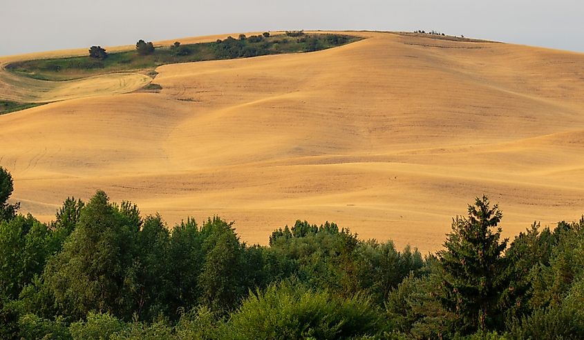 Wheat fields on the Palouse near Moscow, Idaho.