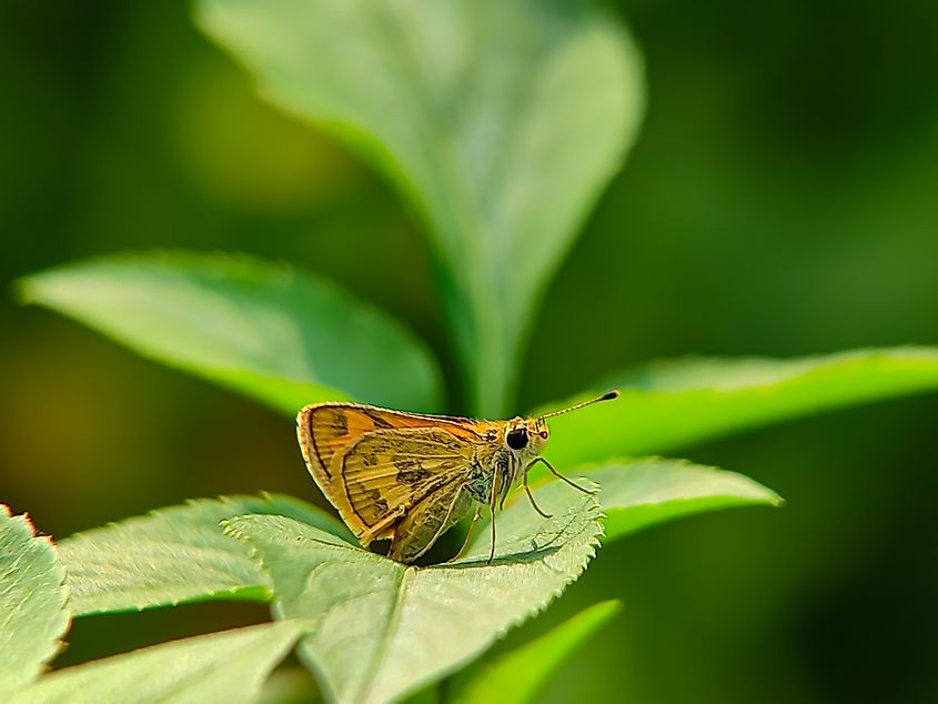 Dakota skipper, leaf