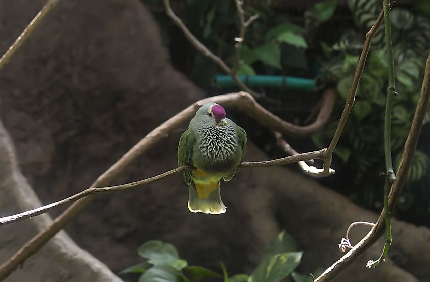 The endemic Mariana fruit dove in Saipan. 