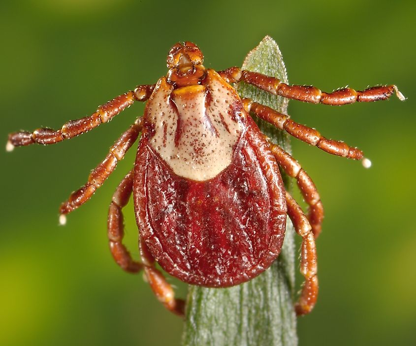 A Rocky Mountain wood tick.