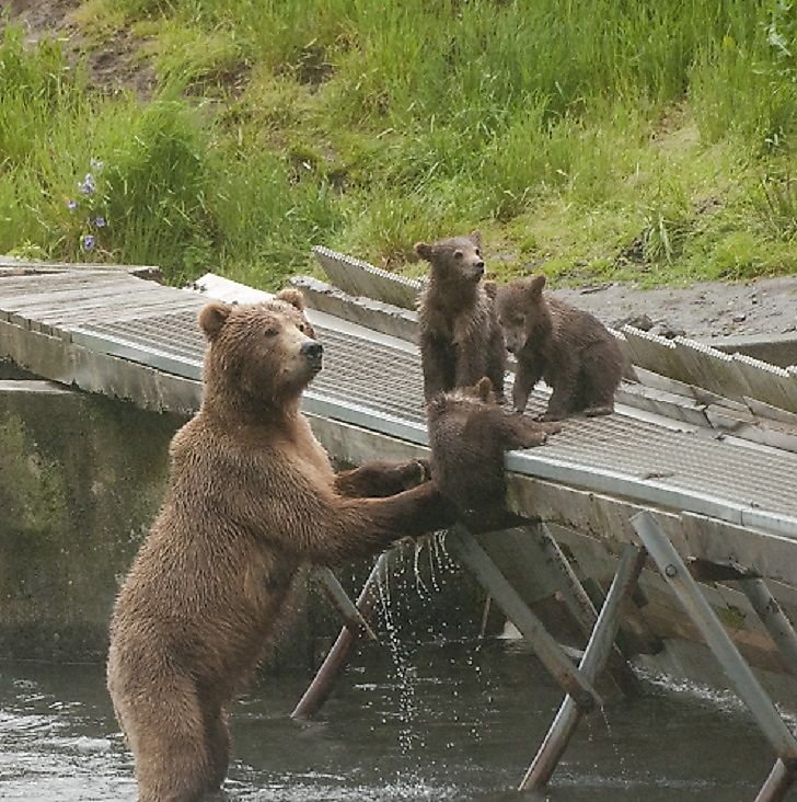Grizzly Bear Facts: Animals of North America - WorldAtlas Grizzly Bear Facts: Animals of North America - WorldAtlas