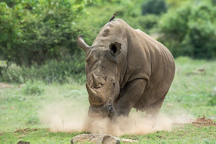 Most Powerful Herbivores In The World - WorldAtlas