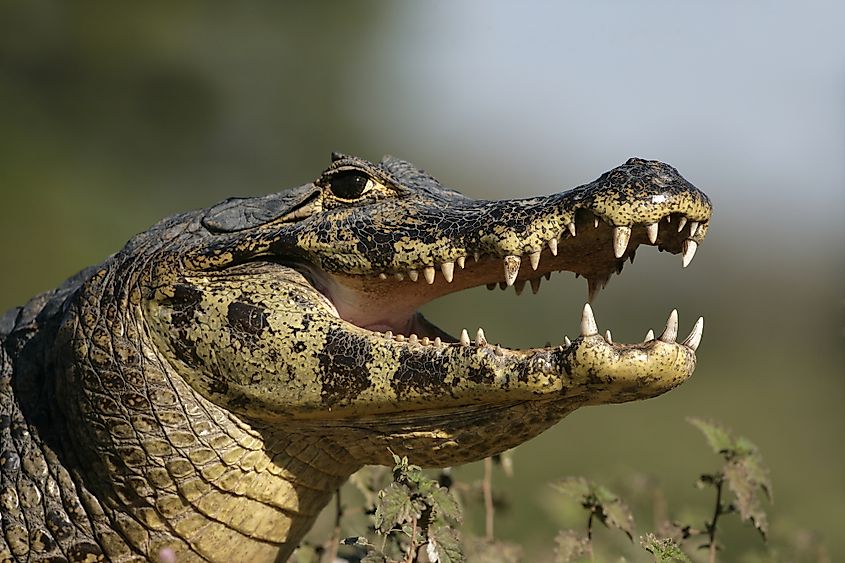 Spectacled caiman