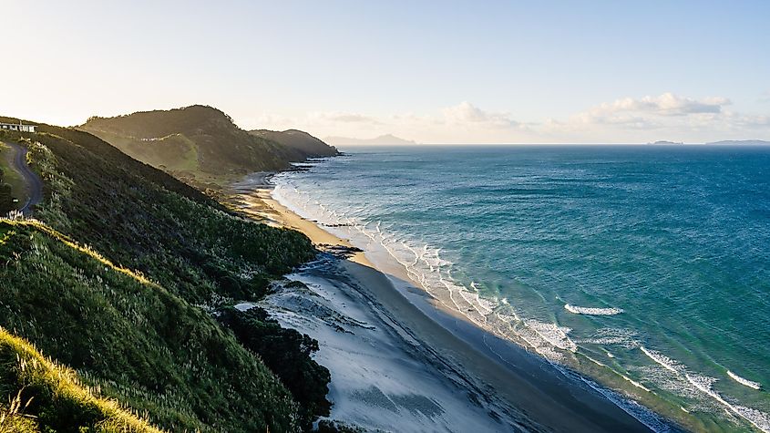 An aerial view of Mangawhai Heads Beach with forest trees in New Zealand with a horizon blue sky