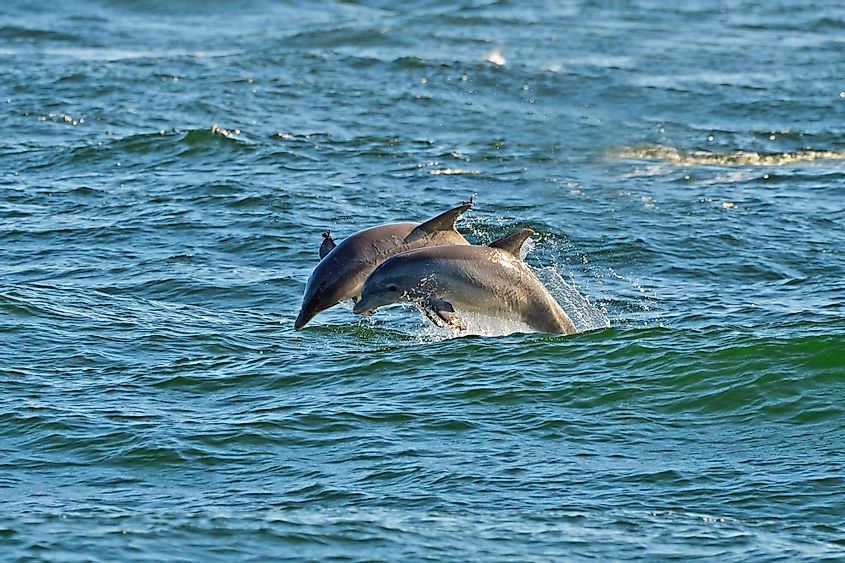 Dolphins at St. Andrews State Park, Panama City Beach, Florida