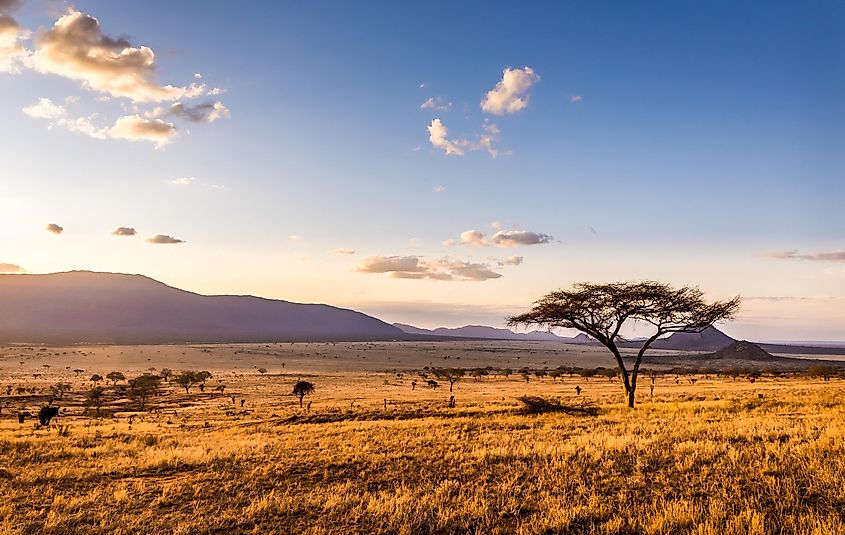 5 Major Types Of Vegetation In The World Worldatlas