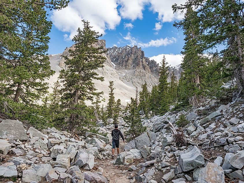 A boy hiking in ancient bristlecone pine forest in Great Basin National Park