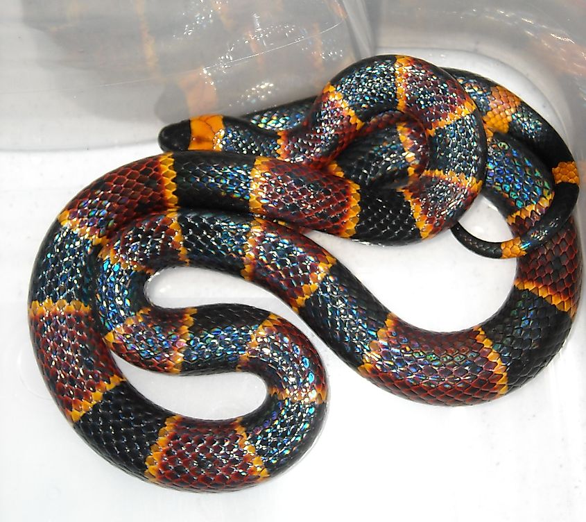 Micrurus fulvius, Eastern Coral Snake, Jacksonville, FLMicrurus fulvius, Eastern Coral Snake, Jacksonville, FL