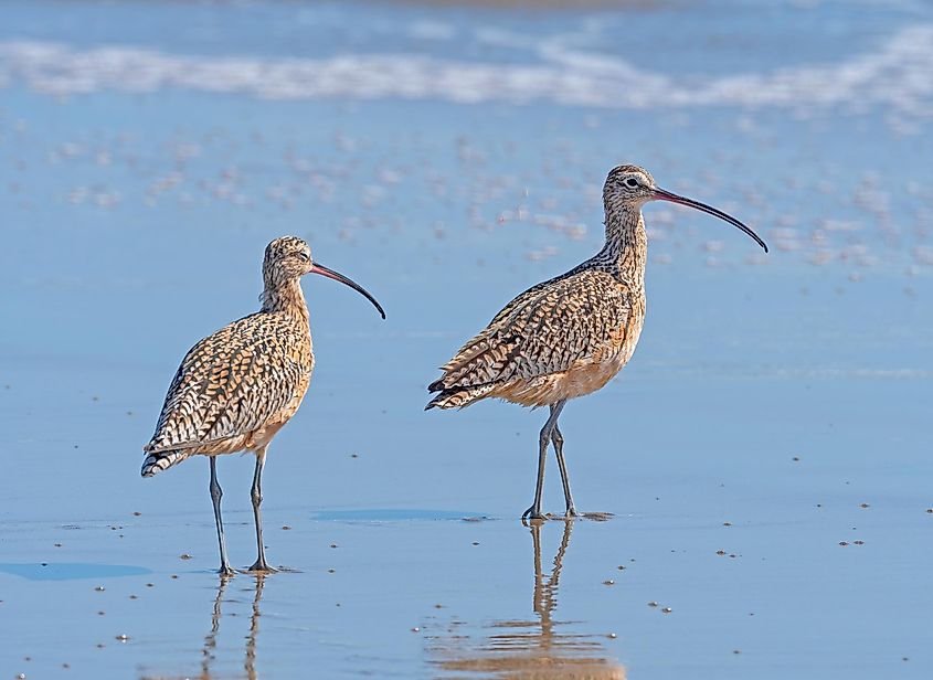 Long Billed Curlews on a Sunny Coast on Point Reyes National Seashore in California