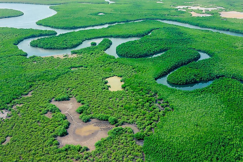 Aerial View of Green Mangrove Forest. Nature Landscape. Tropical Rainforest. Africa. Gambia. Senegal.