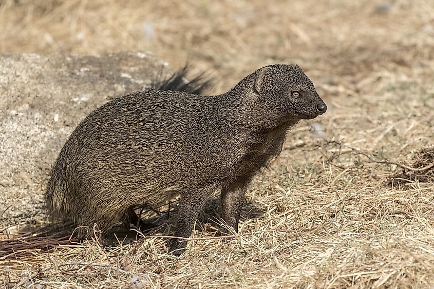 Morocco Animals — What Kind of Animals Live in Morocco? - WorldAtlas Morocco Animals — What Kind of Animals Live in Morocco? - WorldAtlas
