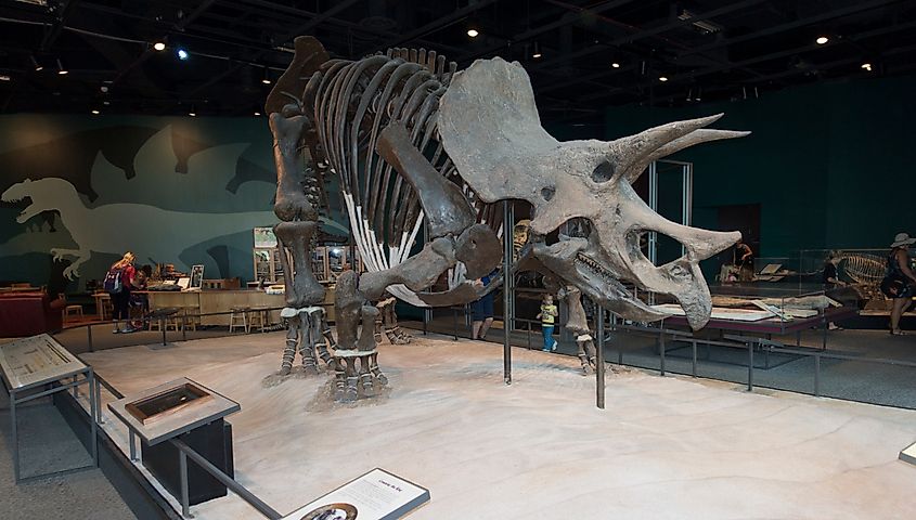 ST PAUL, MINNESOTA / USA - AUGUST 2, 2017: Triceratops a herbivorous ceratopsid dinosaur that appeared during the Cretaceous period. Minnesota Science Museum Exhibit.